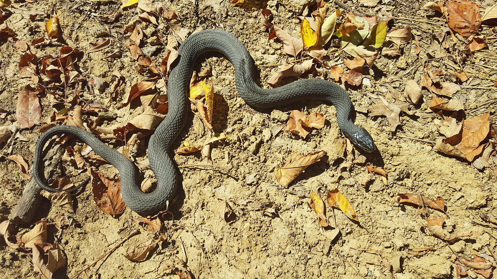 Plain-bellied Watersnake