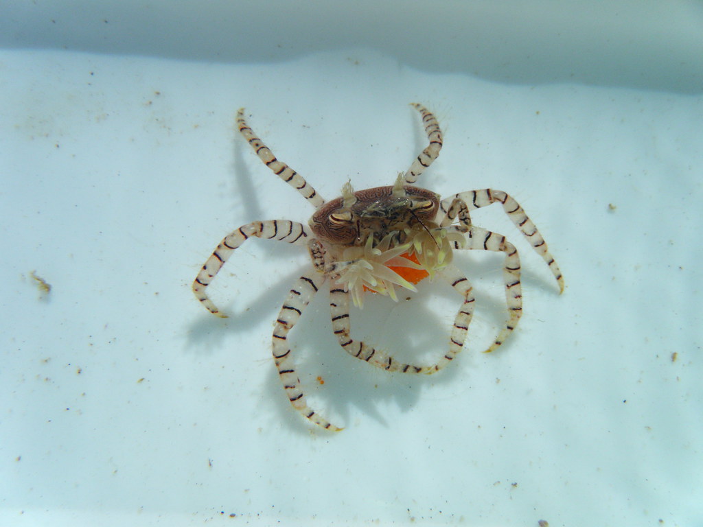 Pom-Pom Crab (Boxer Crab)