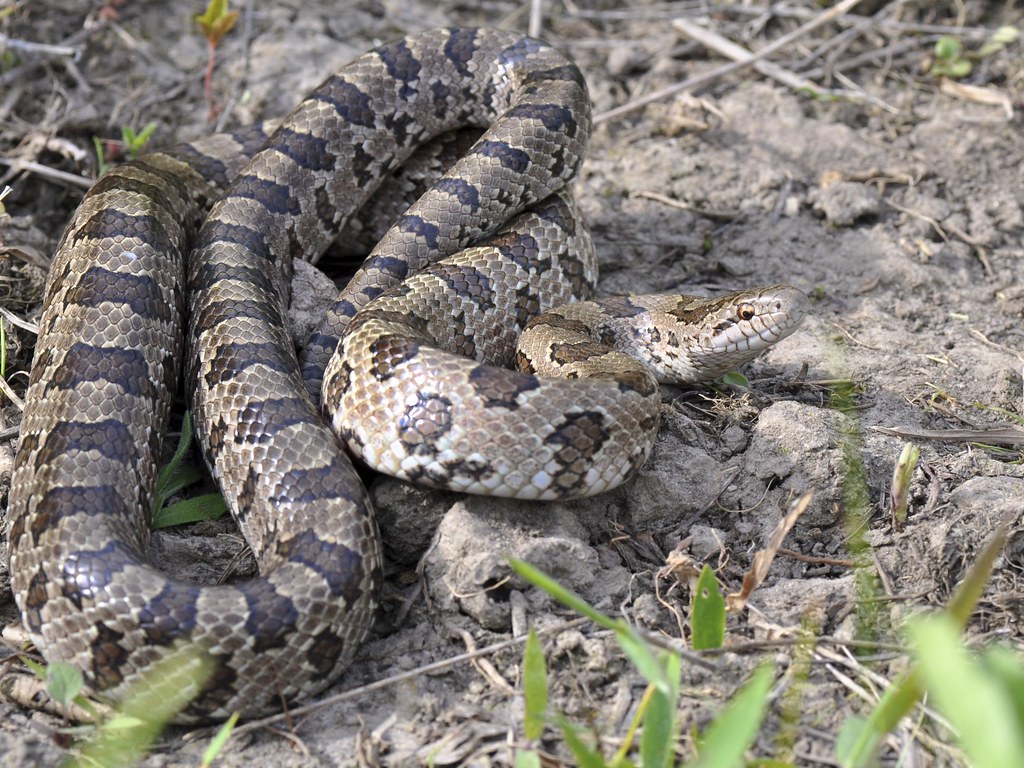 Prairie Kingsnake