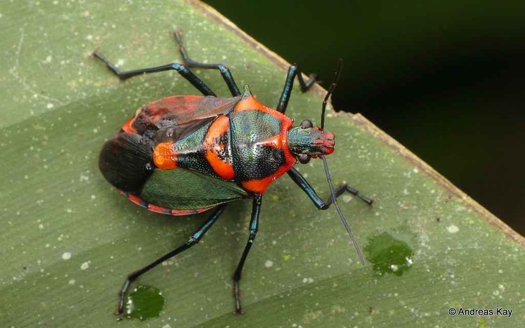 Predatory Stink Bug