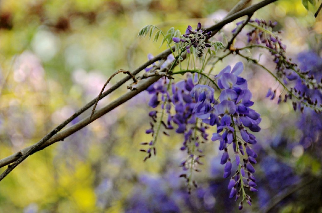 Purple Wisteria