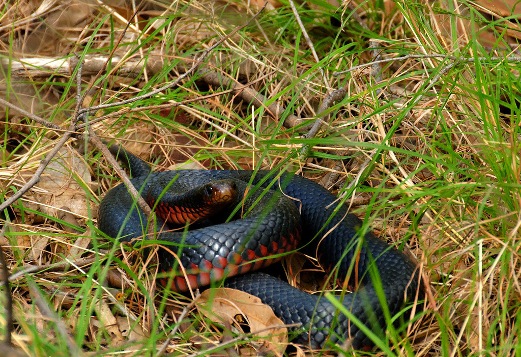 Red-bellied Black Snake