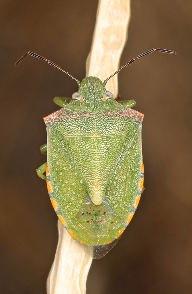 Red-Shouldered Stink Bug
