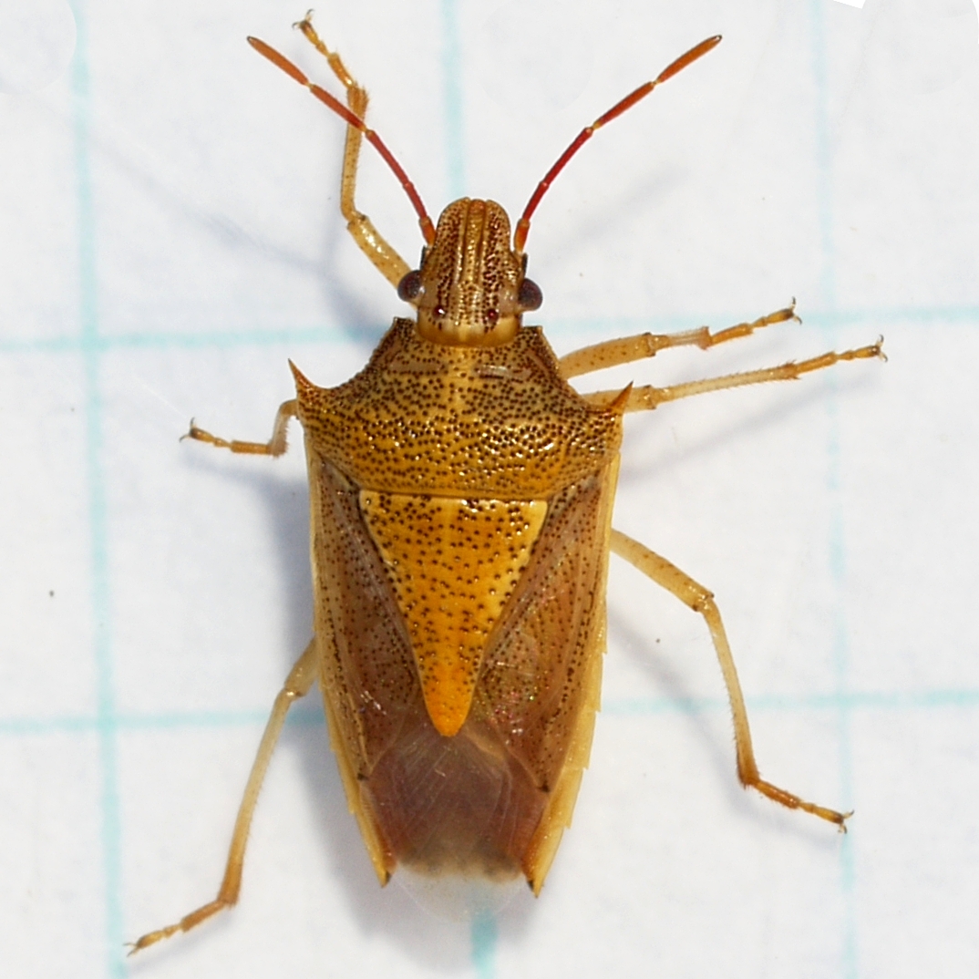 Rice Stink Bug