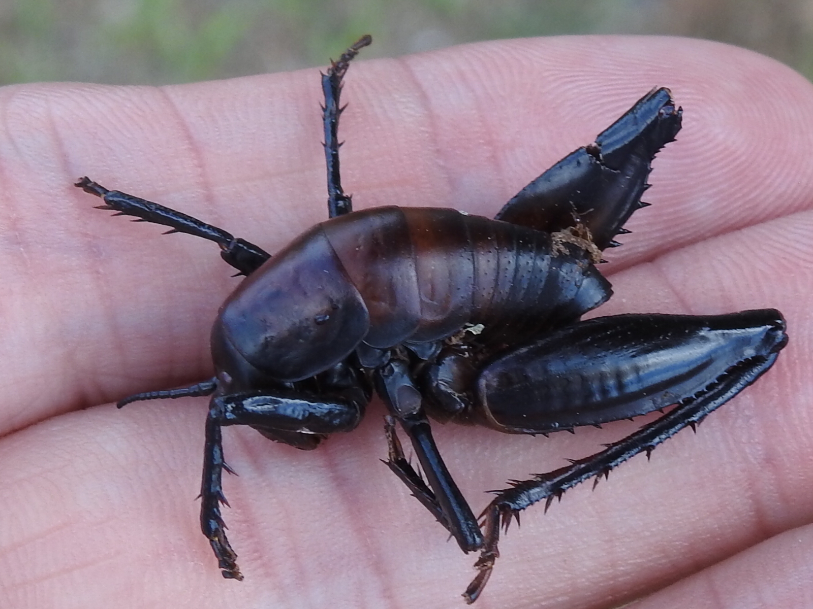 Robust Camel Cricket