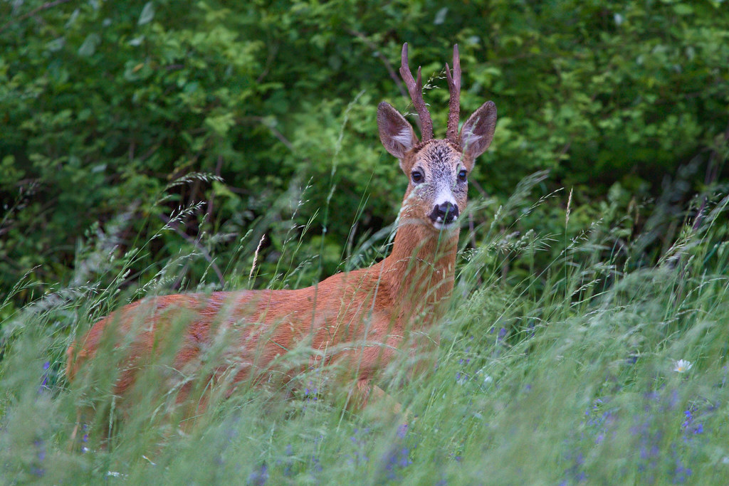 Roe Deer
