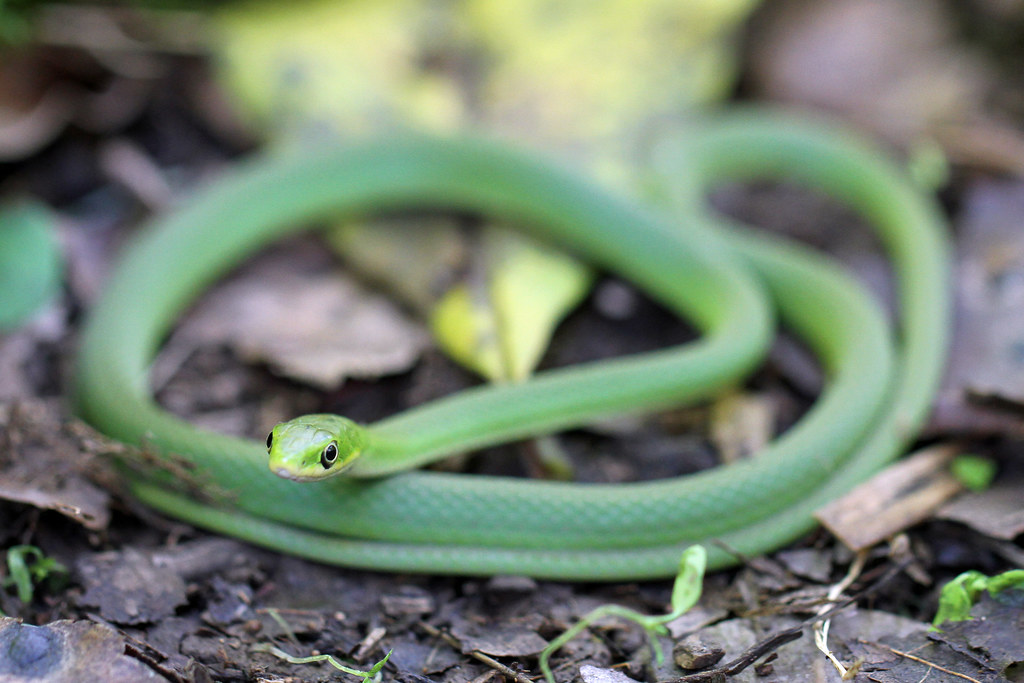 Rough Green Snake - types of snakes in tennessee