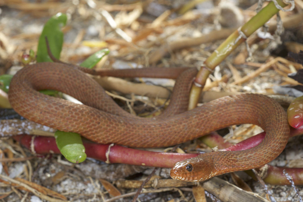 Salt Marsh Snake