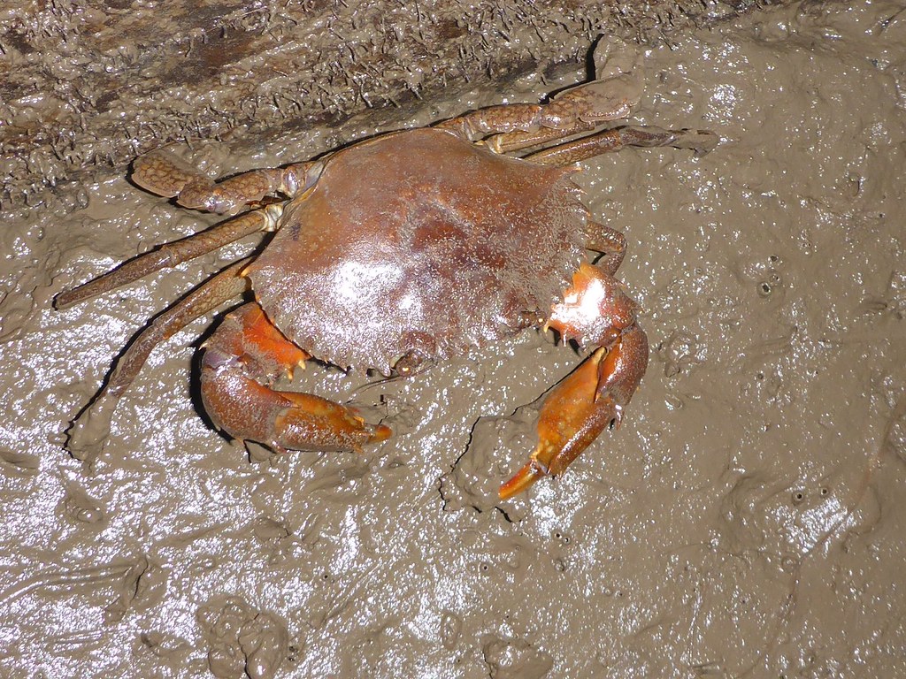 Samoan Crab (Mud Crab)