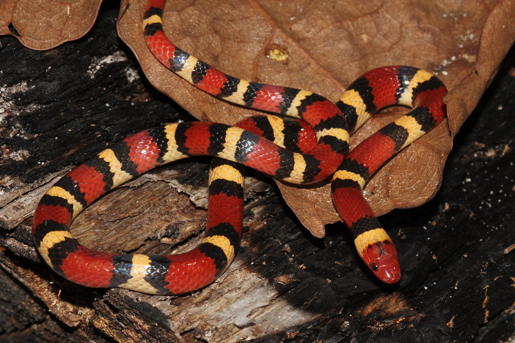 Scarlet Kingsnake - types of snakes in tennessee