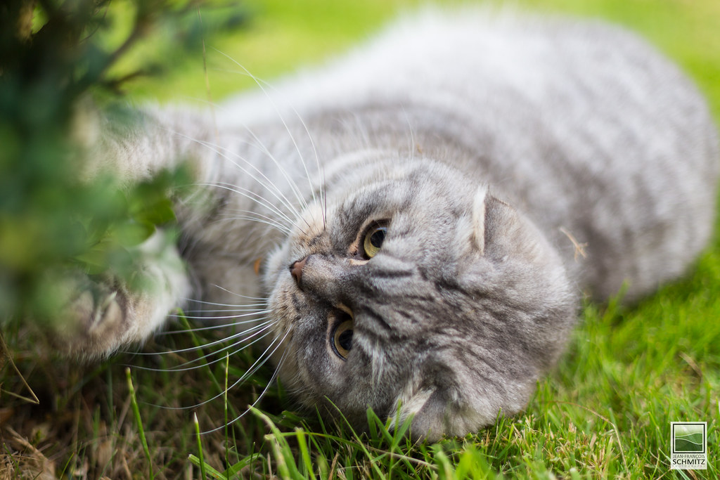 Scottish Fold