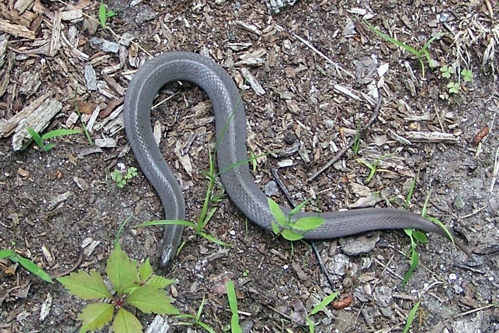 Smooth Earth Snake