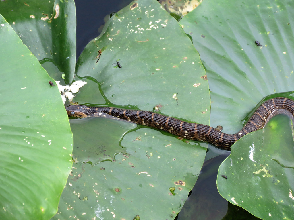 Southern Water Snake