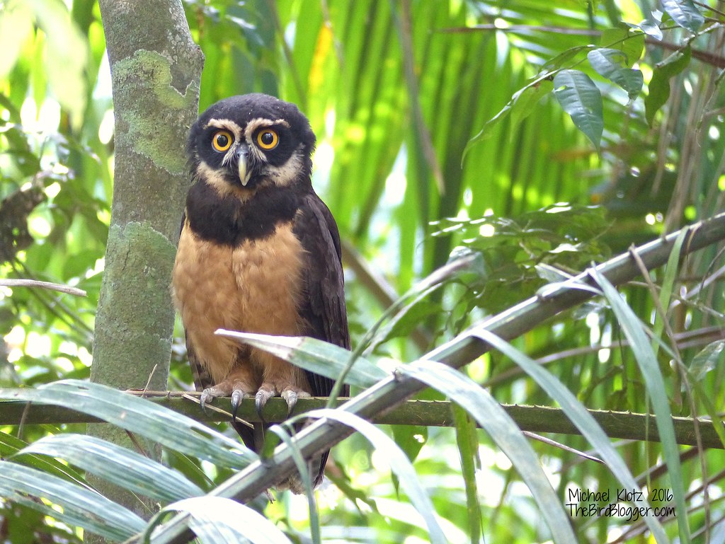 Spectacled owl