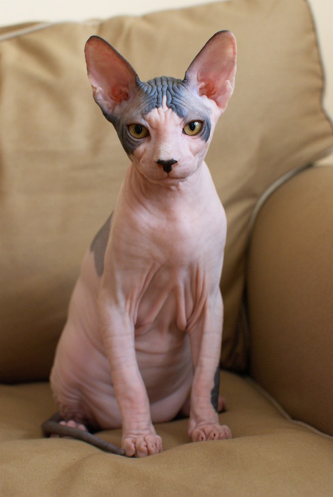 Sphynx