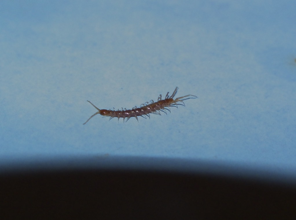 Stone Centipede