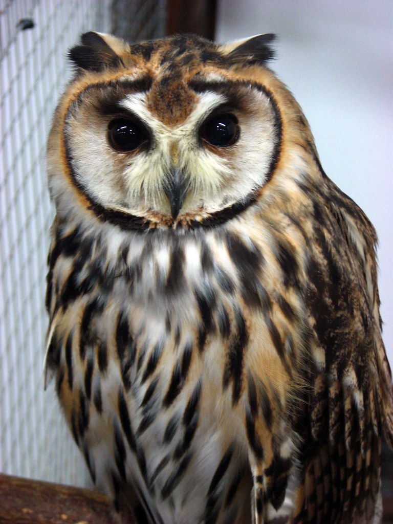 Striped Owl