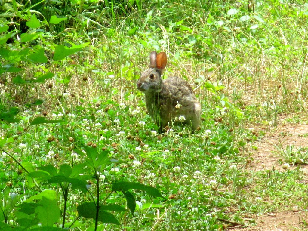 Swamp Rabbit