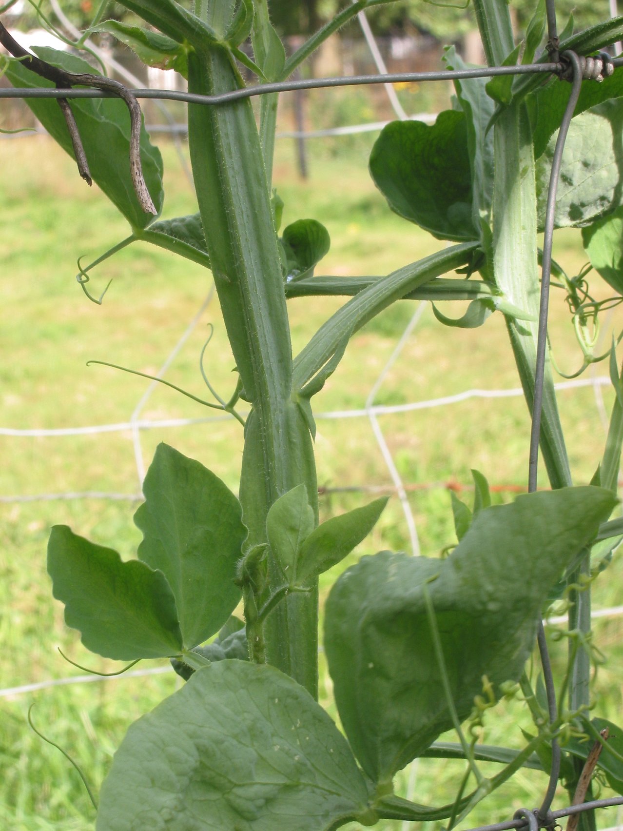 Sweet peas (Lathyrus odoratus)