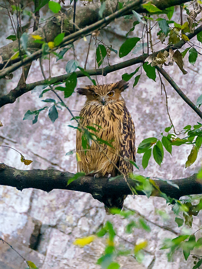 Tawny Fish-Owl
