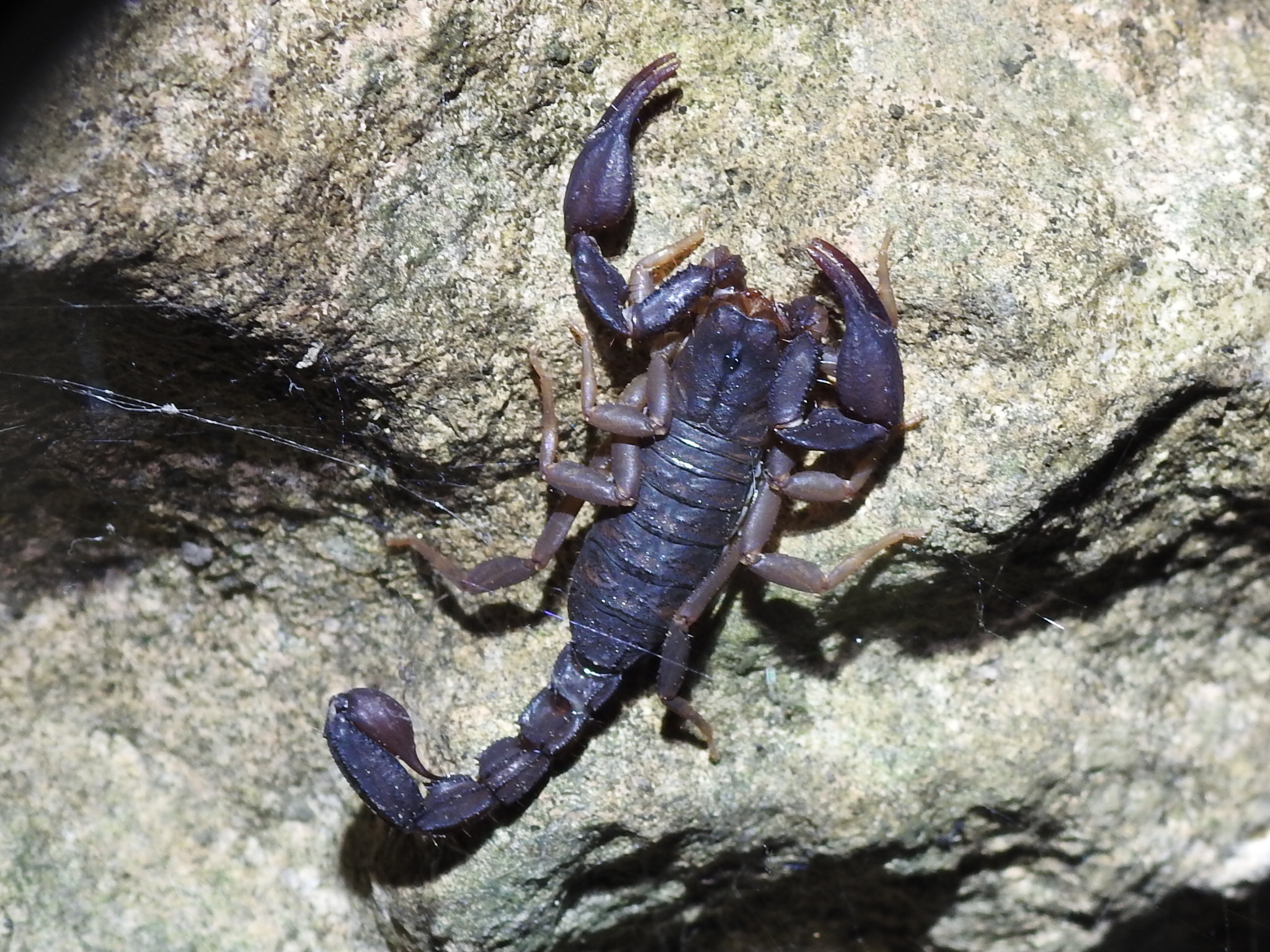 Texas Cave Scorpion