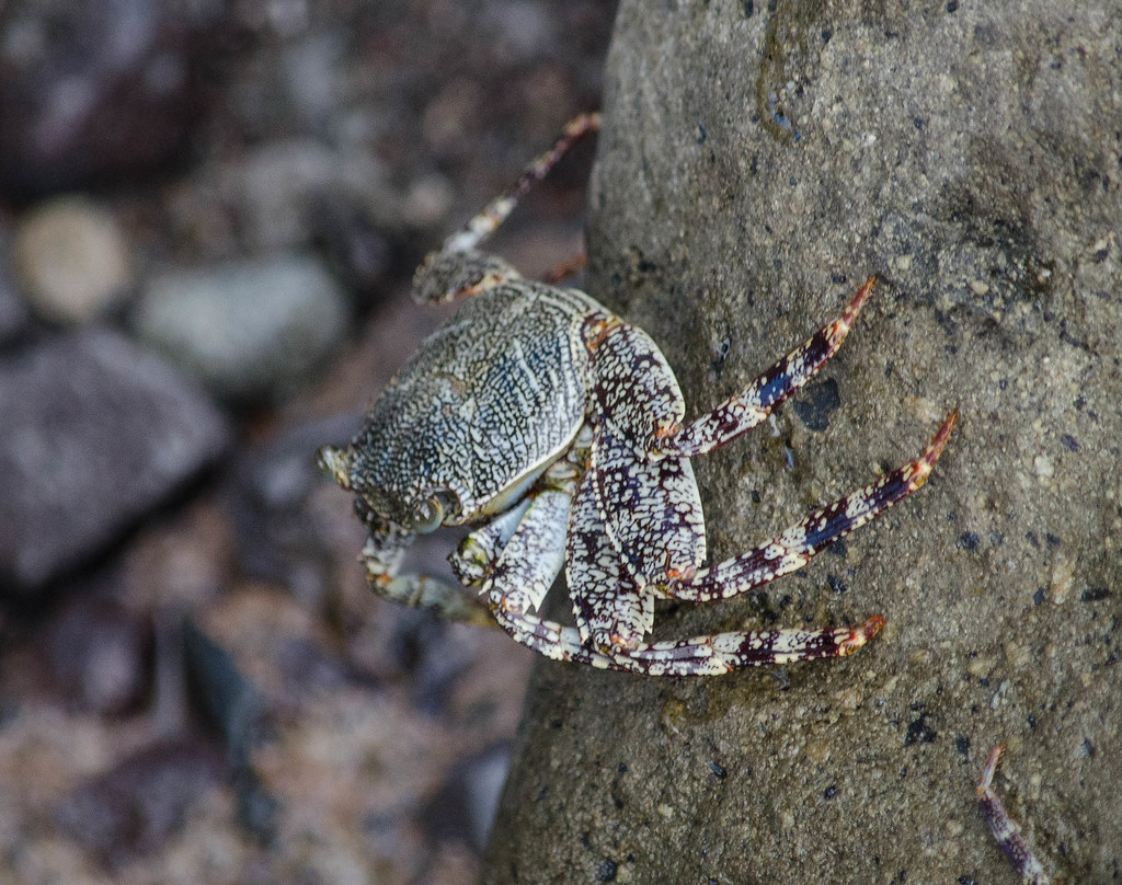 Thin-Shelled Rock Crab ('A'ama)