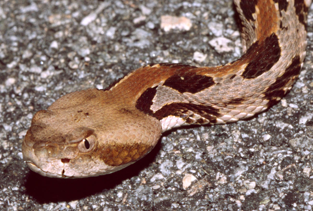 Timber Rattlesnake