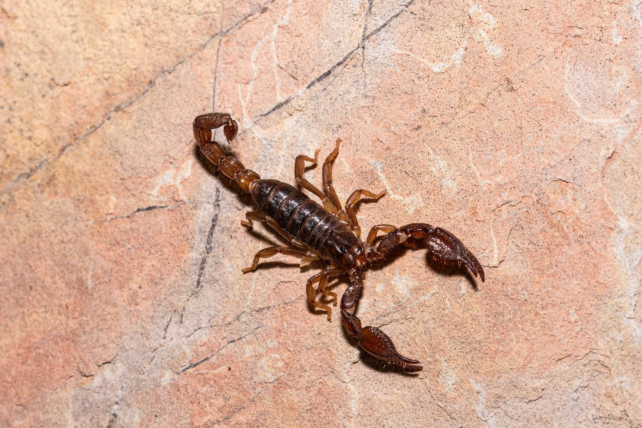 Trans-Pecos Scorpion