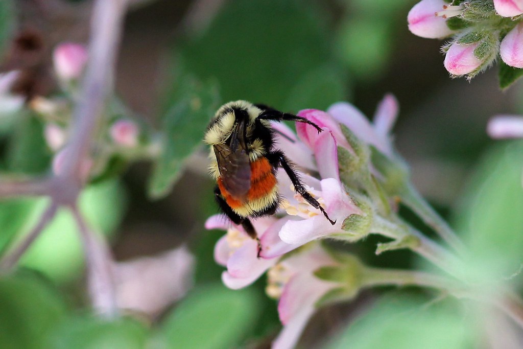 Tricolored Bumble Bee
