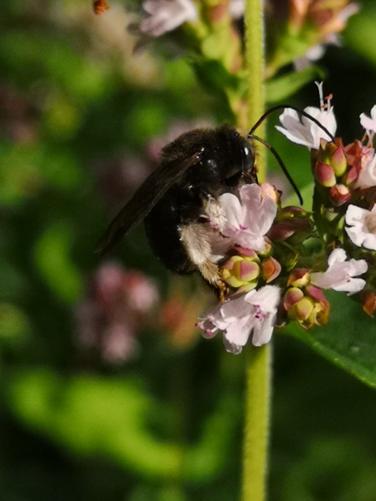 Two-Spotted Longhorn Bee