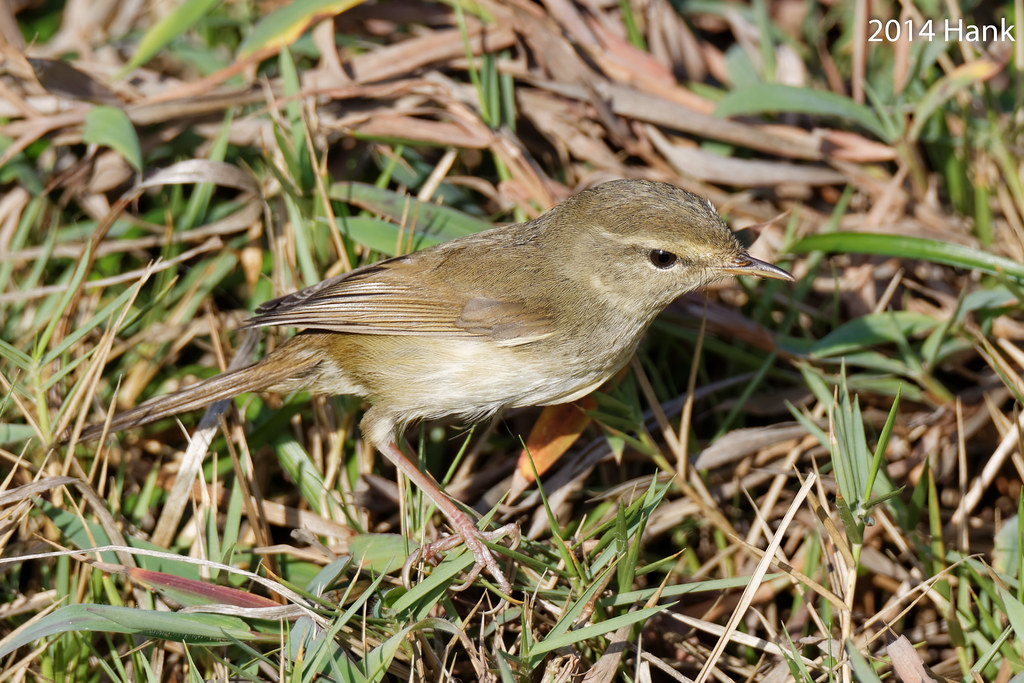 Uguisu Japanese Bush Warbler