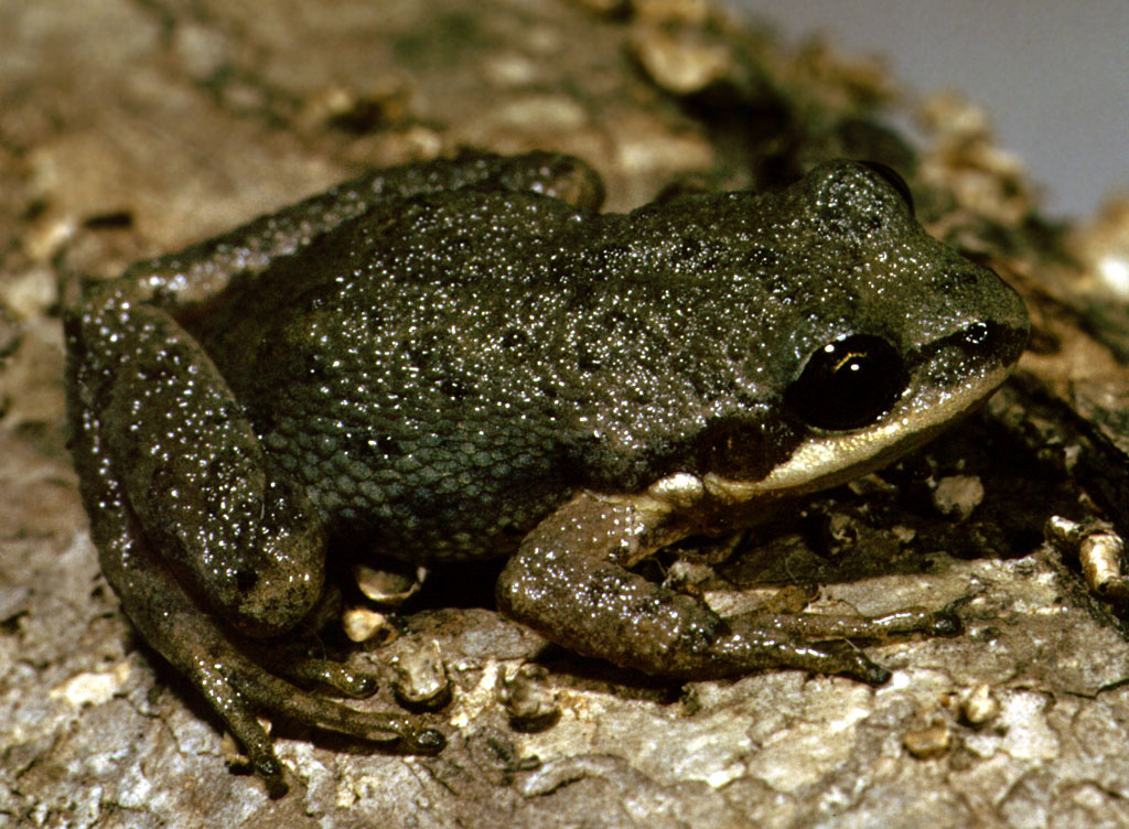 Upland Chorus Frog