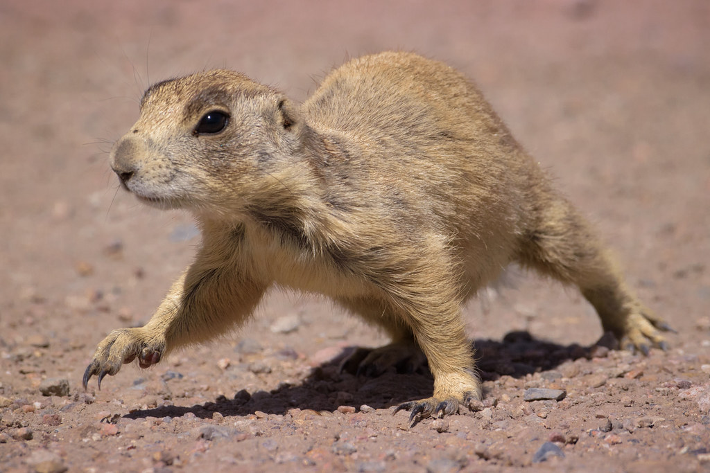 Utah Prairie Dog 