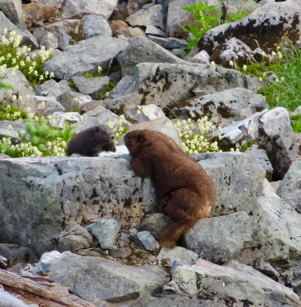 Vancouver Island Marmot