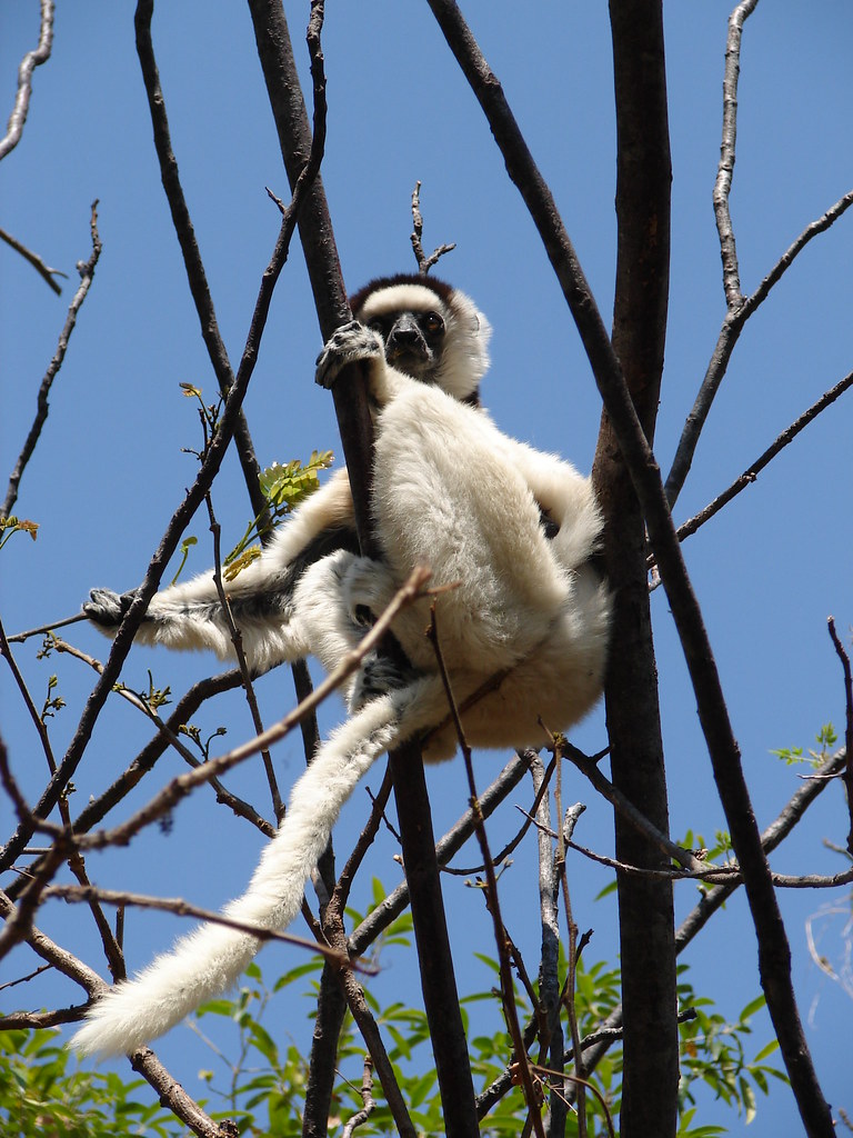 Verreaux’s Sifaka