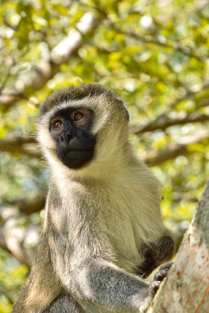 Vervet Monkey
