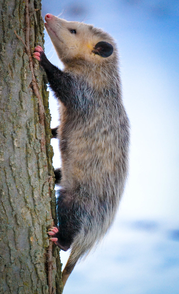 Virginia Opossum