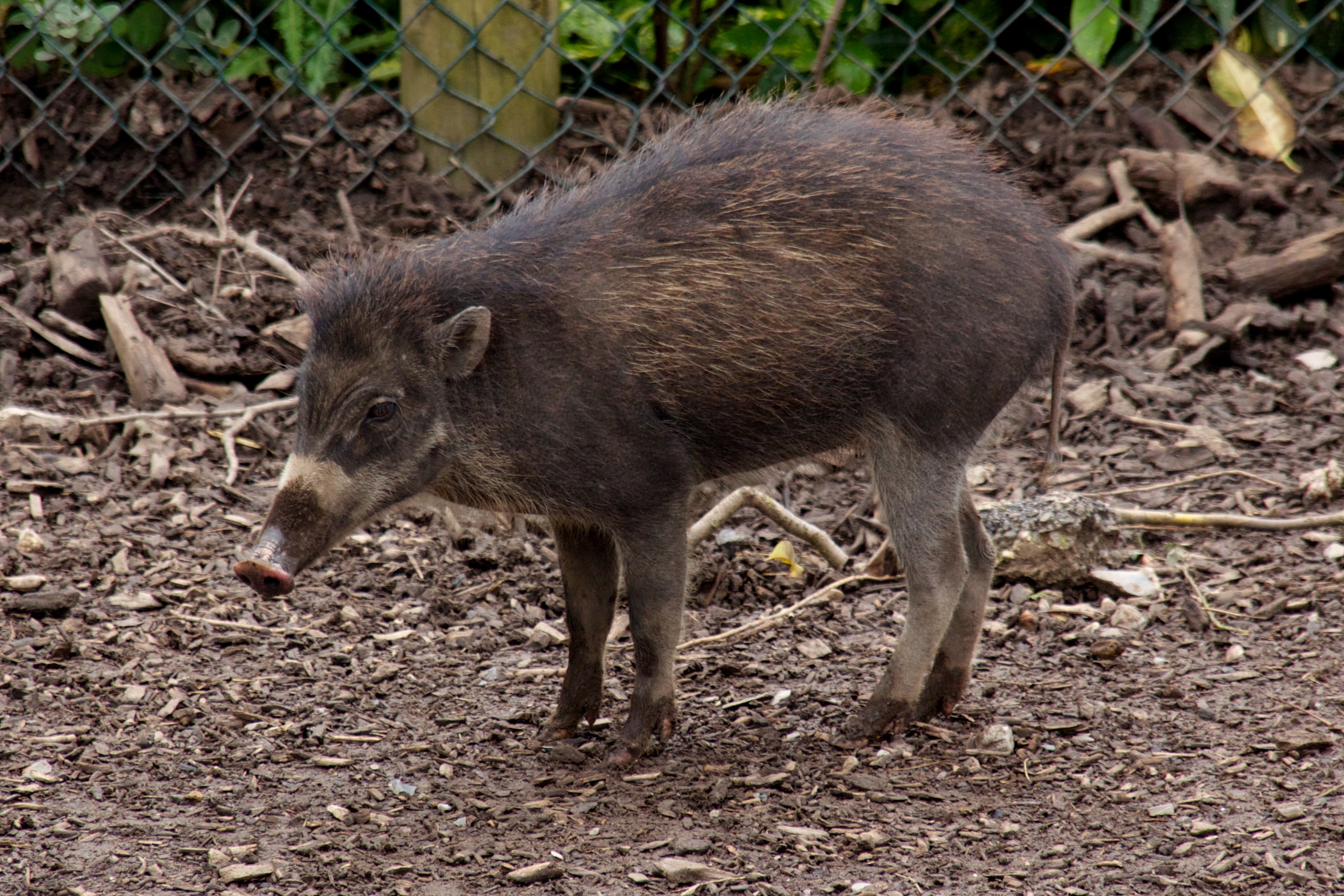 Visayan Warty Pig