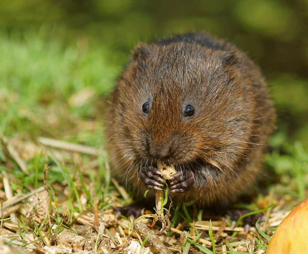 vole