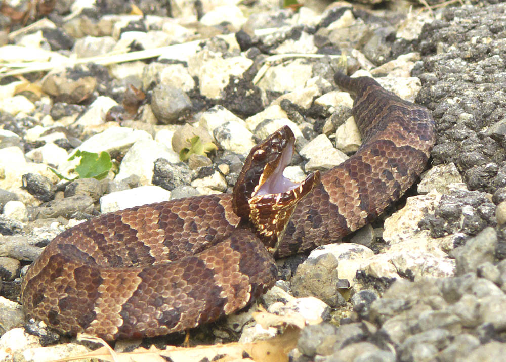 Western Cottonmouth