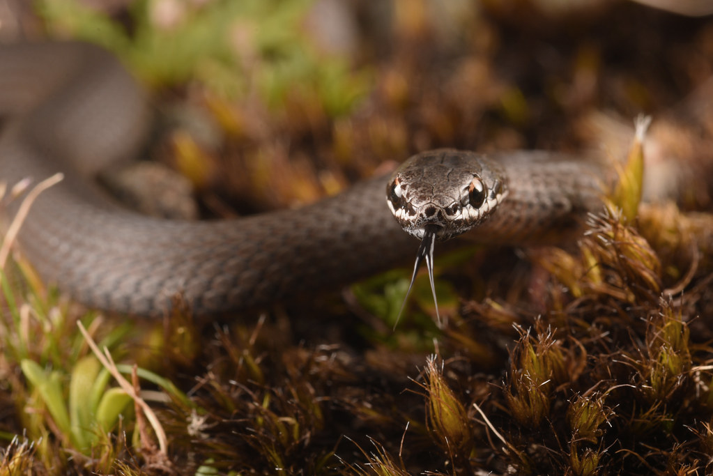White-lipped Snake