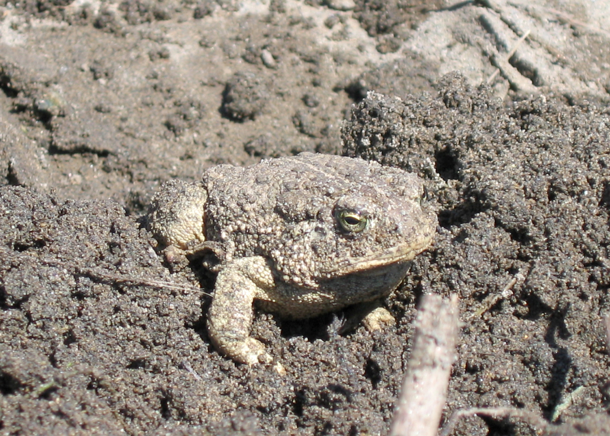 Woodhouse's Toad