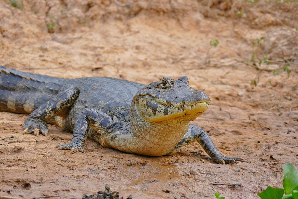 Yacare Caiman