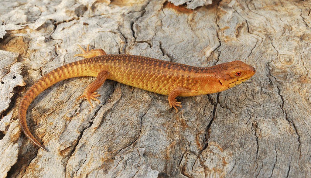 Yakka Skink
