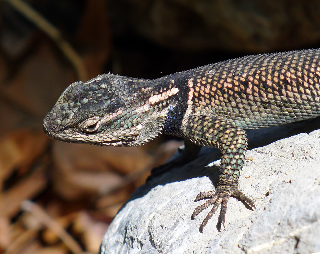 Yarrow’s Spiny Lizard