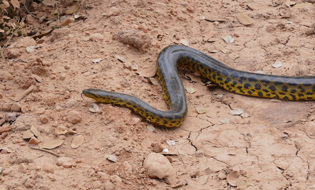 Yellow Anaconda