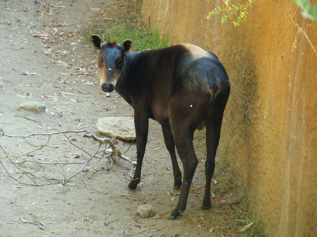 Yellow-Backed Duiker
