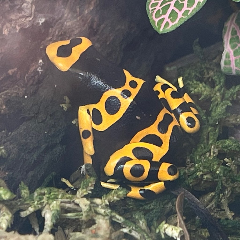 Yellow-Banded Poison Dart Frog