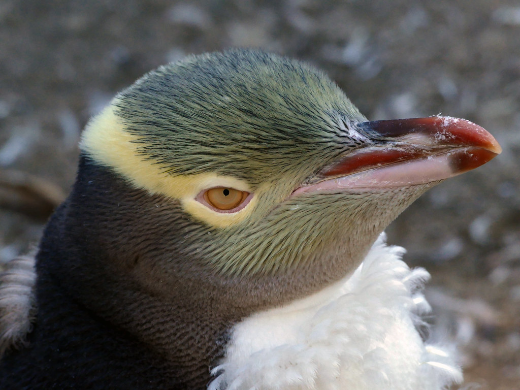 Yellow-Eyed Penguin