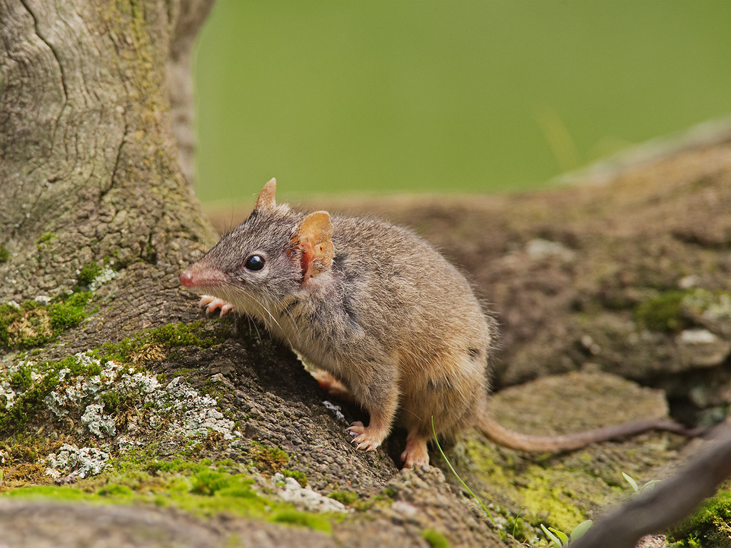 Yellow-Footed Antechinus